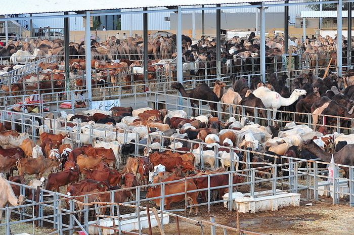 Cows are livestock which are also a source of food for humans