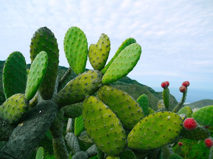 Pada daerah gurun yang kering dan kurang akan air, tumbuhan kaktus dapat hidup. hal ini merupakan penyebaran jenis tumbuhan yang berupa faktor