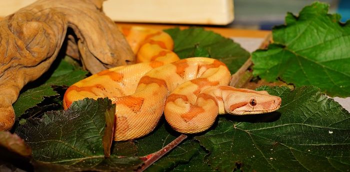 Ular boa