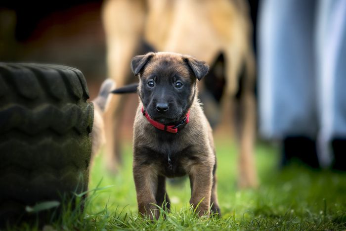 Belgian Malinois Anjing Pintar Yang Lincah Dan Setia Semua