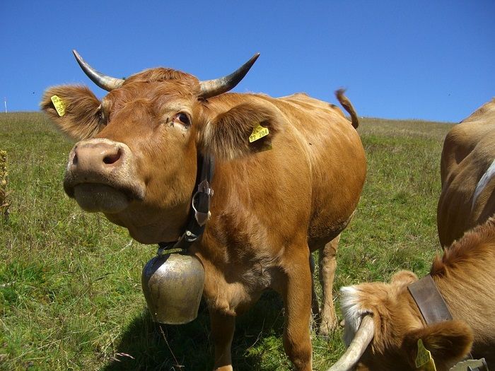 Selain dapat menjaga ketersediaan sumber energi yang berasal dari fosil, kompor biogas kotoran sapi juga ramah lingkungan.
