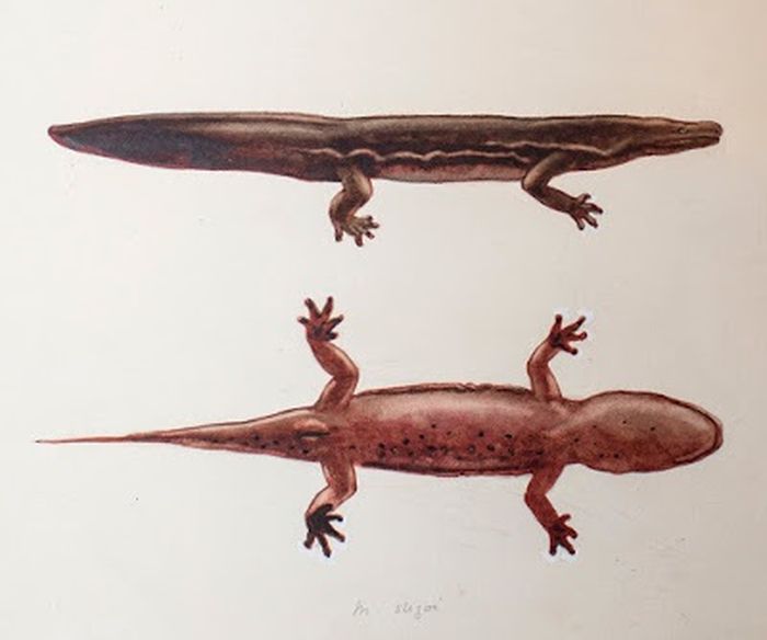 Wah Amfibi Terbesar Ini Panjangnya 1 5 Meter Lo Hewan Apa Ya