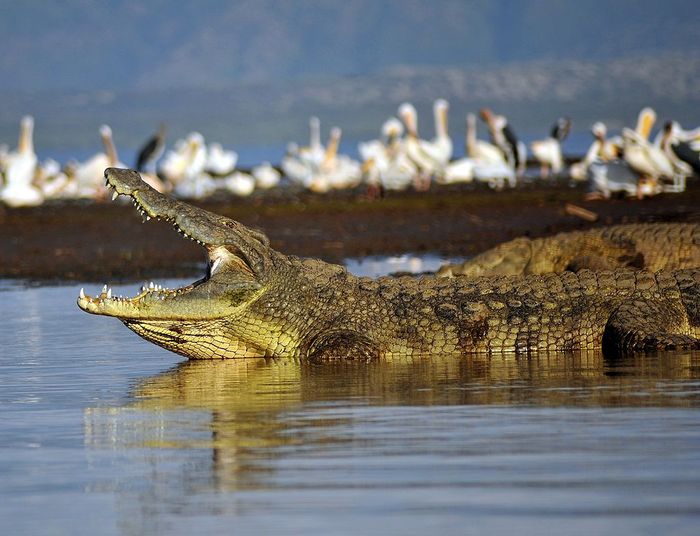 Sungai Terpanjang Di Dunia Ini Melewati 11 Negara Dan Jadi Habitat Reptil Terbesar Kedua Di Dunia Pernah Tahu Semua Halaman Bobo
