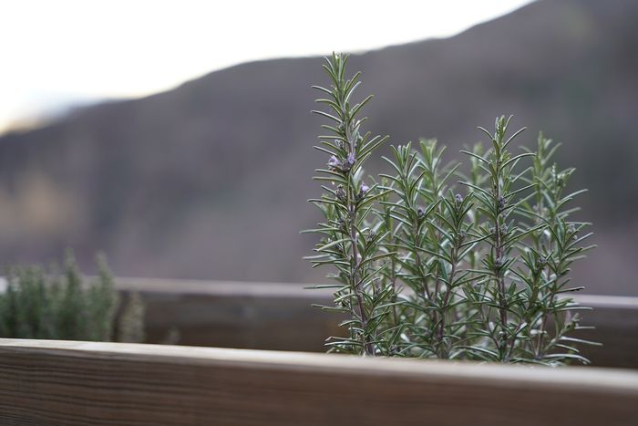 Rosemary