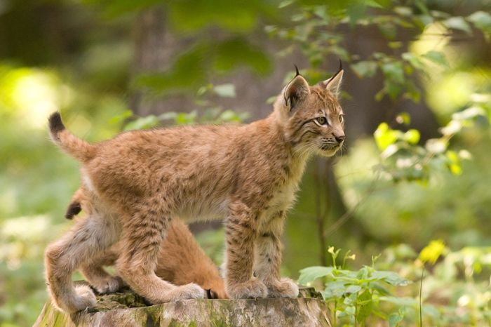 4 Spesies Kucing Liar Ini Jarang Diketahui, Ada yang Tidak Punya 