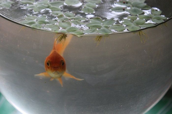 Keeping fish in an aquarium