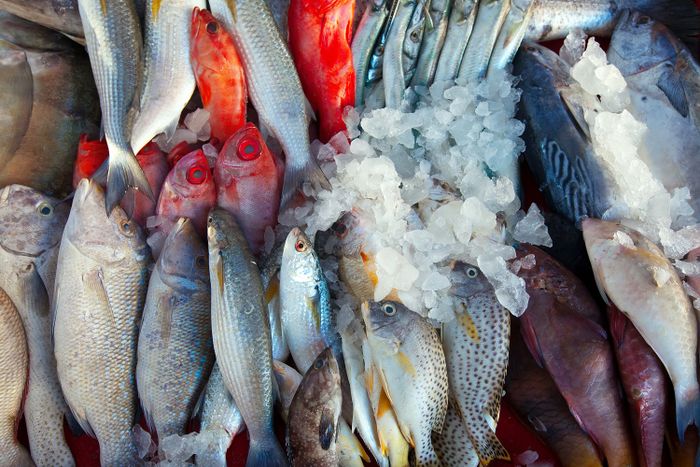 Ilustrasi ikan laut, salah satu hasil dari sumber daya alam yang bisa diperbarui jika dikelola dengan baik