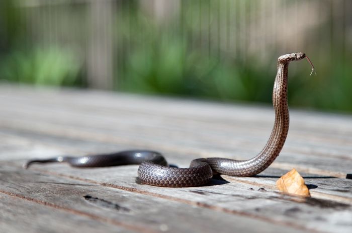 Mengenal Jenis Penggolongan Hewan Berdasarkan Cara Bergeraknya Semua Halaman Bobo