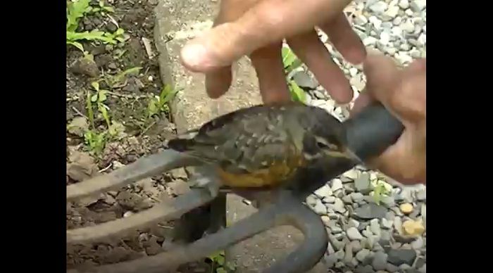 Seekor burung bertengger di garpu tanah milik seorang pria