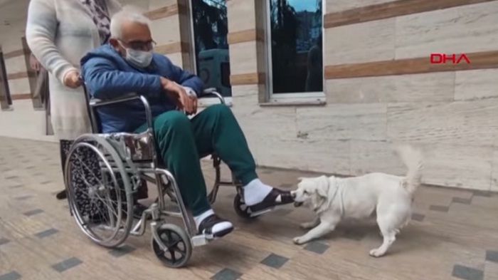 Mengharukan, Seekor Anjing Setia Menunggu di Depan Rumah Sakit Selama 6 Hari saat Pemiliknya Dirawat di Rumah Sakit