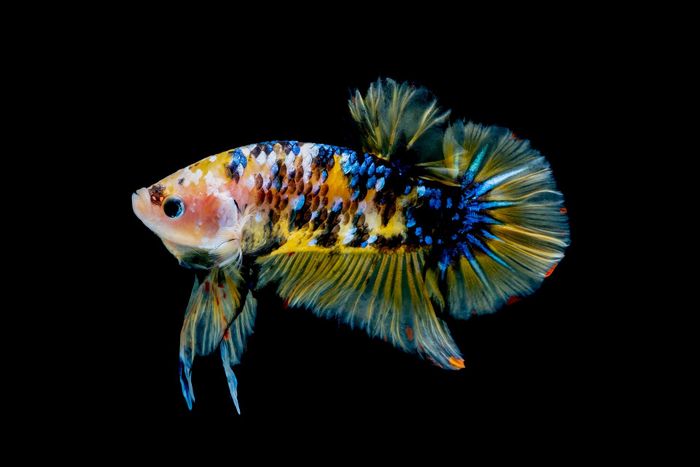 680 Ciri Ciri Ikan Air Tawar Dan Ikan Air Laut HD Terbaru