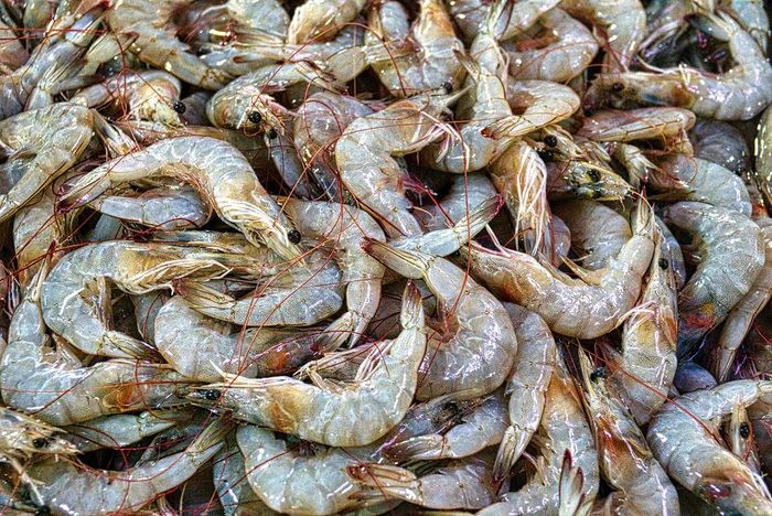 Suka Makan Udang Hindari Mengonsumsi Udang Yang Memiliki 3 Ciri Ini Tandanya Tidak Segar Lagi Semua Halaman Bobo