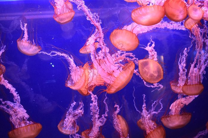 Jadi Salah Satu Hewan Paling Beracun Di Muka Bumi Berikut Fakta Menarik Tentang Ubur Ubur Semua Halaman Bobo