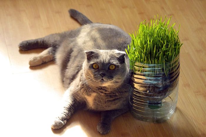 Wheatgrass untuk kucing. 