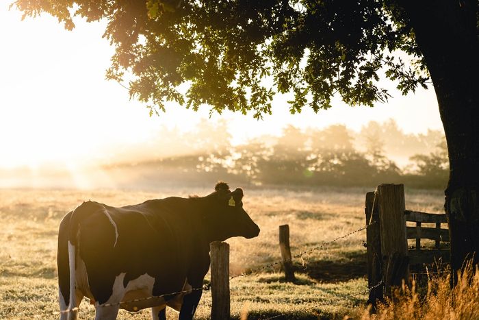 Produksi kotoran ternak dalam jumlah besar dapat dimanfaatkan menjadi biogas.