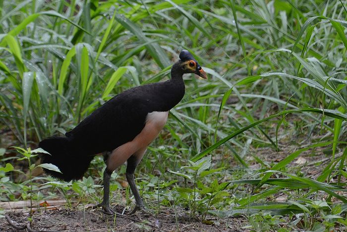Ilustrasi burung maleo, salah satu fauna peralihan di Indonesia bagian tengah