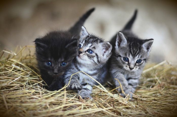Kucing, contoh hewan yang berkembang biak dengan cara melahirkan