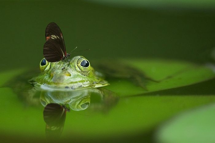 Katak memiliki jantung yang terdiri dari tiga ruang. 