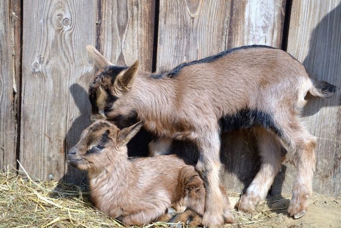 Kambing adalah hewan vivipar yang melahirkan dan menyusui anaknya.