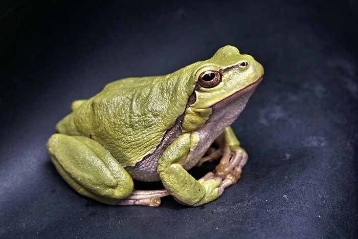 Saat sudah menjadi katak dewasa, katak bernafas menggunakan paru-paru.