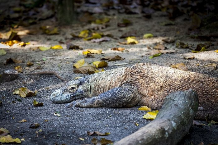 Taman Nasional Pulau Komodo merupakan salah satu contoh konservasi insitu.