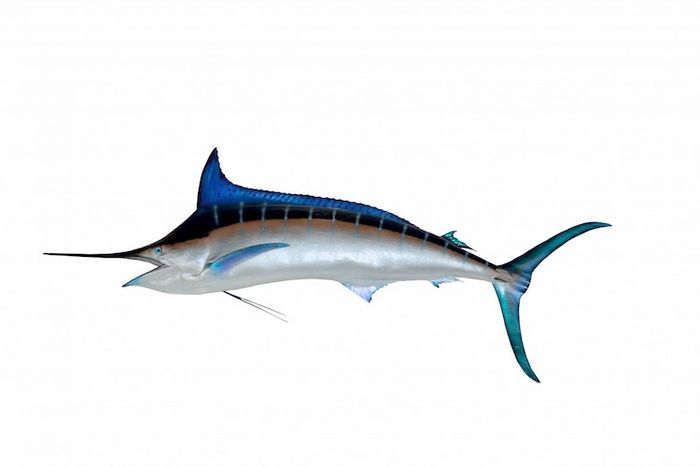 Ikan todak