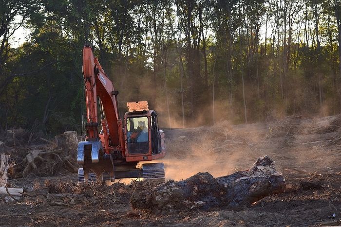 Penebangan hutan dapat mengancam makhluk hidup.