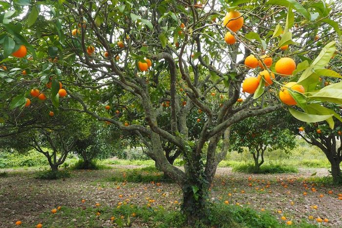 Buah pada tumbuhan tersusun atas kulit buah, daging buah, dan biji.