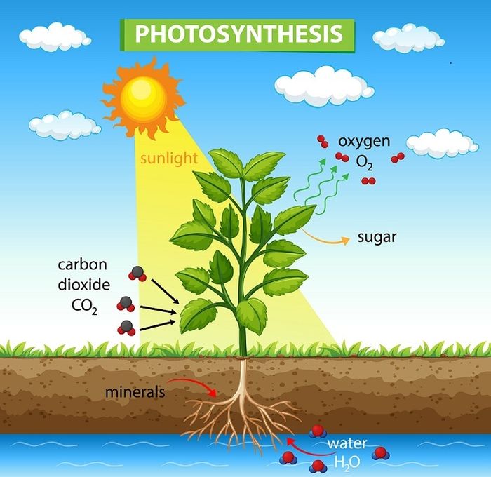 Proses tumbuhan mengubah sinar matahari menjadi makanan atau energi disebut