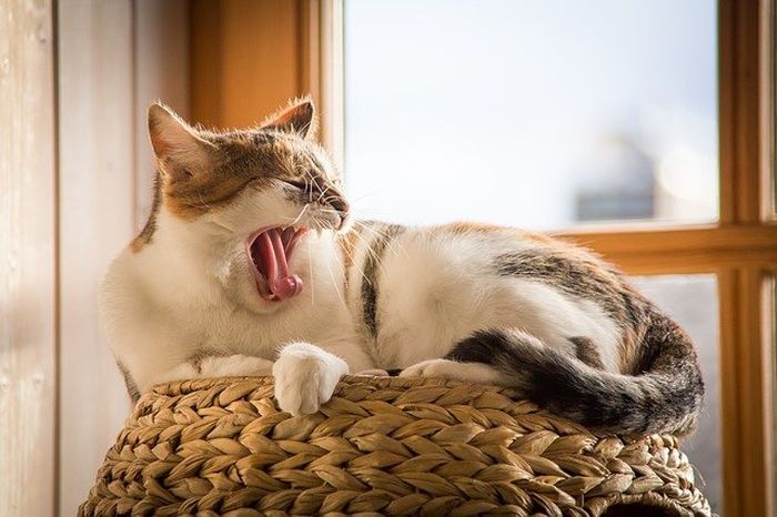 Kucing adalah hewan yang sangat tenang dan tidak mengeluarkan suara yang keras.