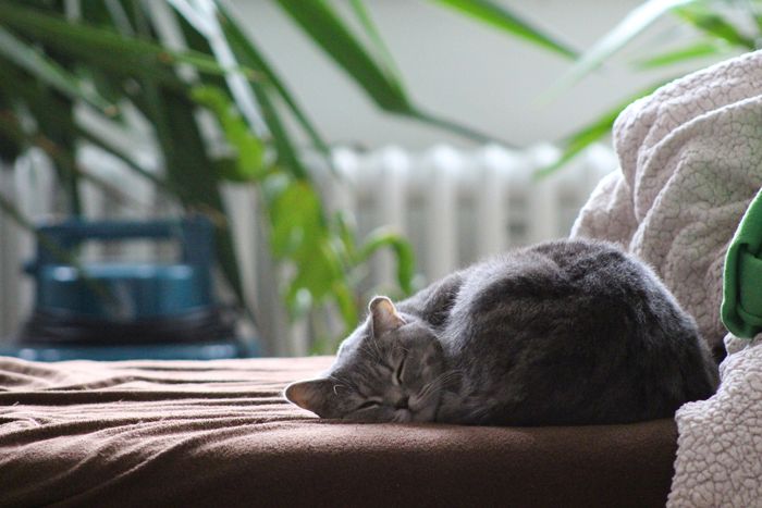 Kucing tidak membutuhkan banyak ruangan untuk bermain.