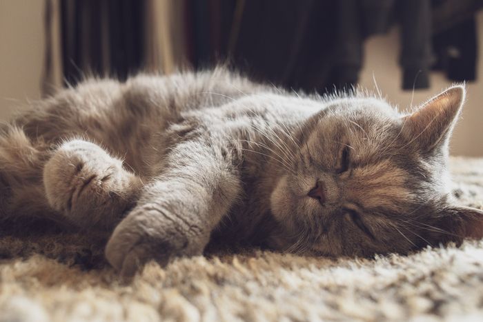 Kucing memiliki jam tidur sebanyak 15 jam setiap harinya.