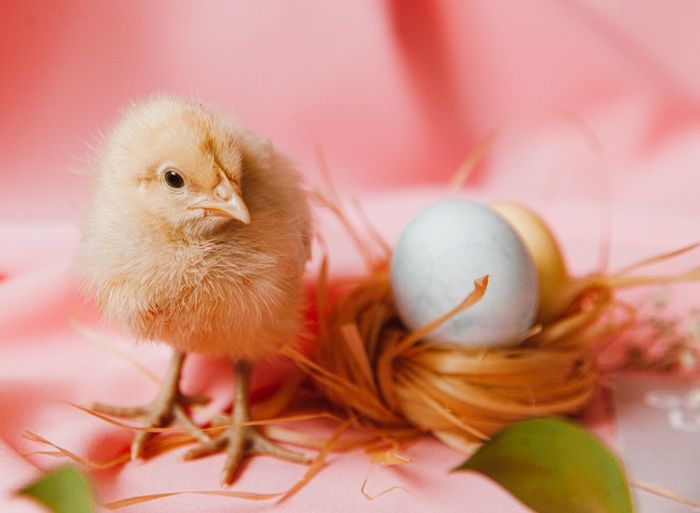 Makanan yang dikonsumsi ayam mempengaruhi pertumbuhan ayam.