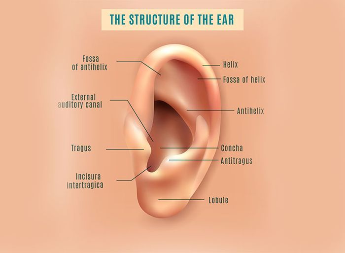 Bagian luar telinga dan fungsinya