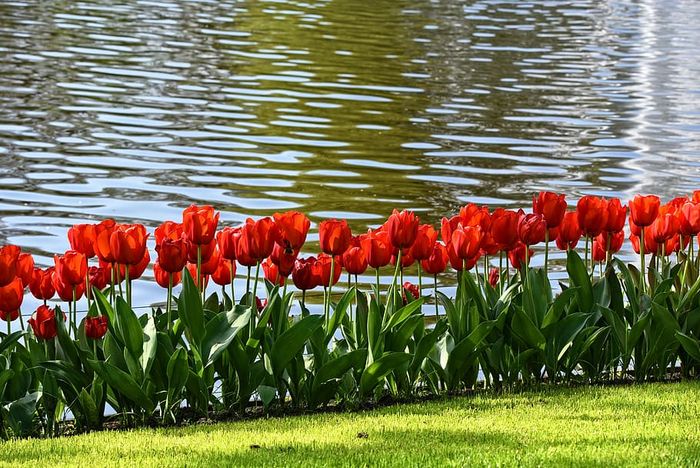 Bunga tulip adalah salah satu contoh tumbuhan yang berkembang biak secara vegetatif alami dengan umbi lapis.