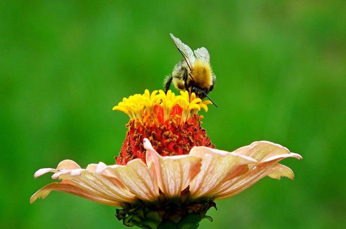 Penjelasan Lengkap Perkembangbiakan Generatif Pada Tumbuhan Cara Penyerbukan Dan Bagian Bagian Bunga Semua Halaman Bobo Penjelasan Lengkap Perkembangbiakan Generatif Pada Tumbuhan Cara Penyerbukan Dan Bagian Bagian Bunga Semua Halaman Bobo