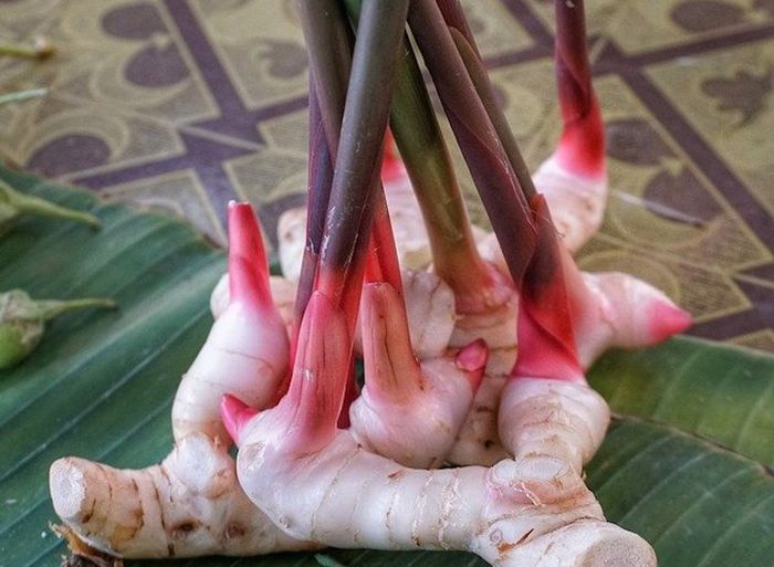 Contoh Tumbuhan Yang Berkembang Biak Dengan Akar Tinggal Dan Geragih Atau Stolon Semua Halaman Adjar