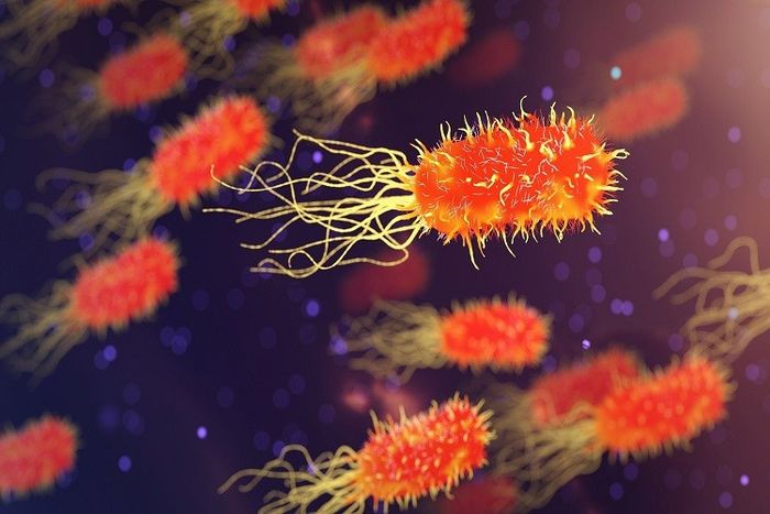 Eubacteria merupakan salah satu jenis monera.
