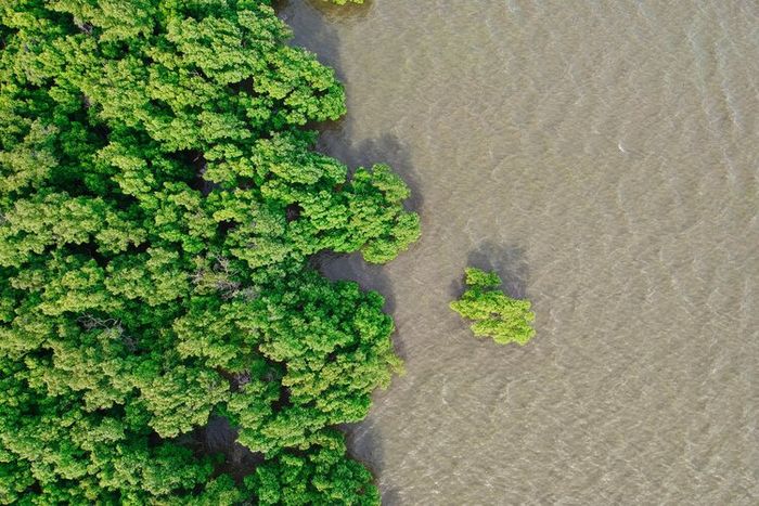 Fungsi ekologis dari hutan mangrove adalah melindungi pantai dari abrasi.