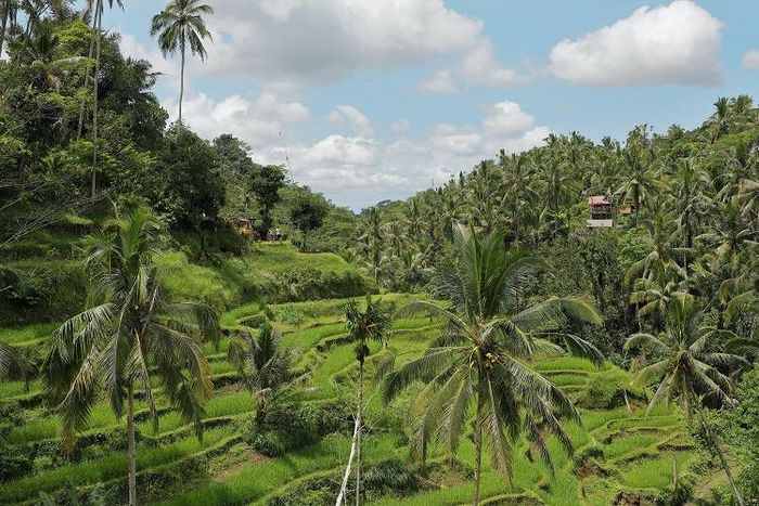 Memiliki tanah yang subuh dan beriklim tropis membuat wilayah Indonesia banyak dijadikan pertanian.