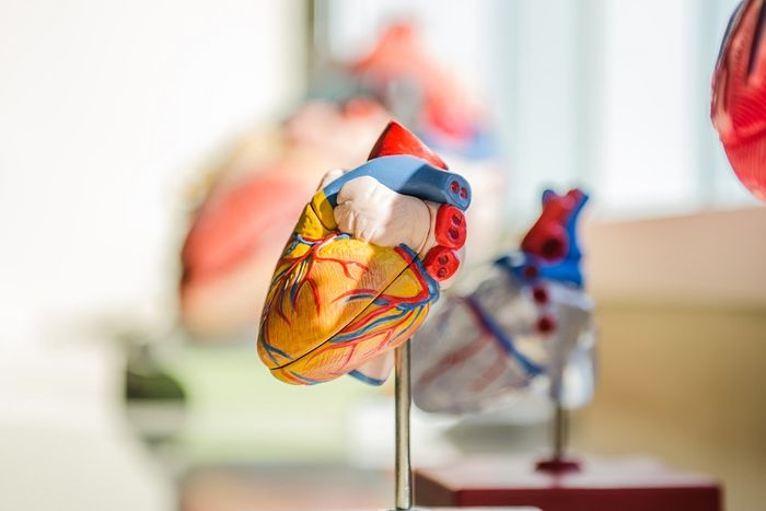 Jantung adalah organ yang memompa darah ke seluruh tubuh.