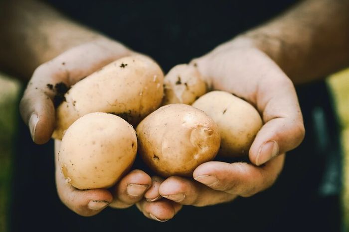 Terdapat beberapa strategi yang dilakukan pemerintah guna meningkatkan agrikultur.