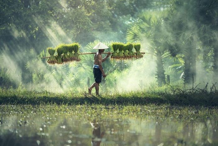 Petani merupakan contoh pengangguran musiman.