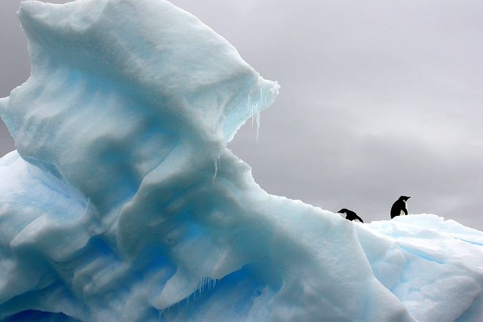 Pinguin merupakan hewan yang hidup di daerah arktik.