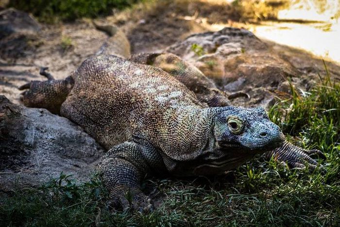Komodo merupakan fauna endemik atau jenis fauna peralihan di Indonesia.