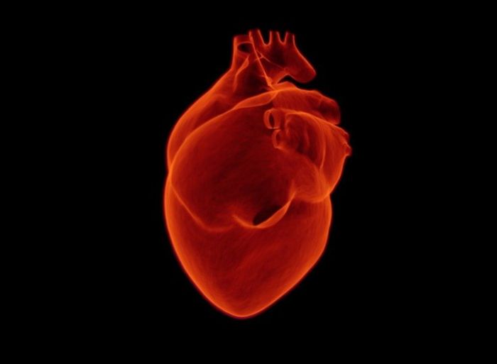 organ-organ peredaran darah manusia, salah satunya jantung.