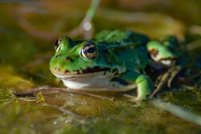 Katak tidak dapat hidup jauh dari sumber air.