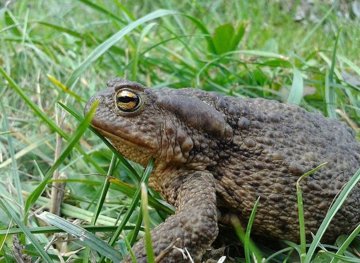 Kodok memiliki bentuk tubuh yang lebih besar dari katak.