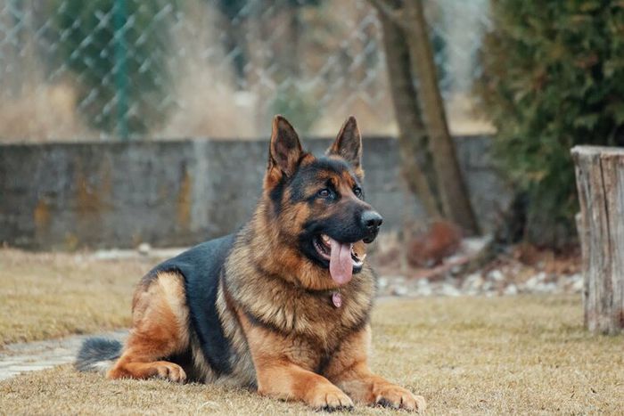 German sheperd menduduki peringkat nomor satu sebagai salah satu ras anjing paling pintar di dunia.