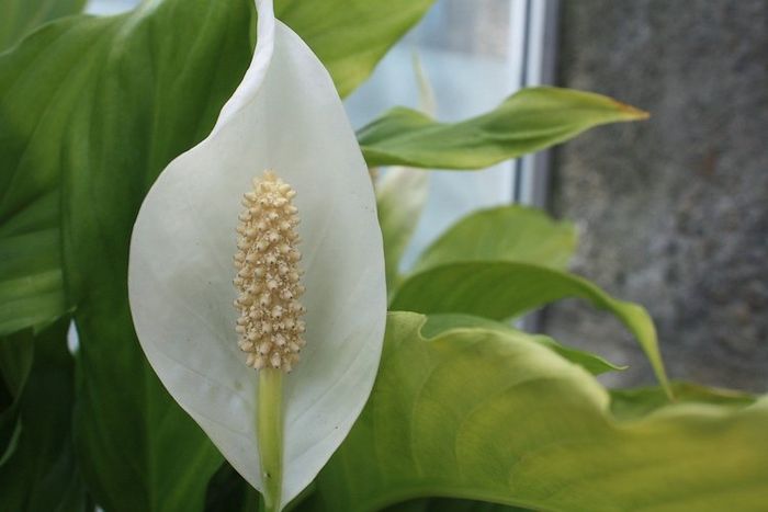 Peace lily adalah tanaman yang efektif mengusir kelembapan di rumah.